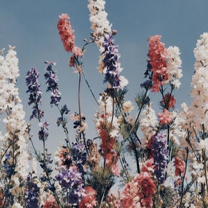 Meet your Posher, Ella